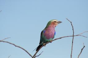 Bird Namibia Africa