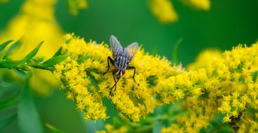 Fly Bluebottle Plant
