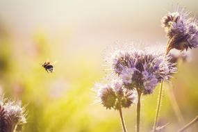 Hummel Meadow Flower