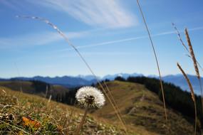 High Ball Dandelion Sky