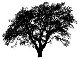 tree plant nature green ecological