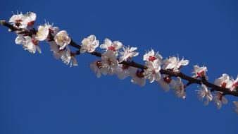 Flower Cherry Branch
