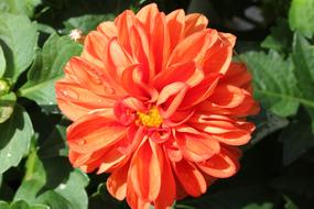 Flower Dahlia Floral