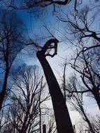 trees perspective nature sky