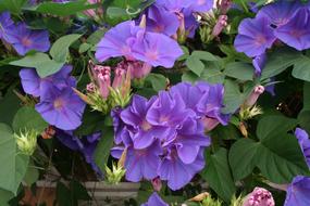 Summer Bright Blossom