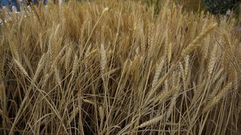 Straw Gold Wheat