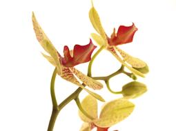 Flower Nature Tropical