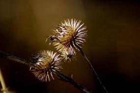Nature Thistle Plant Wild