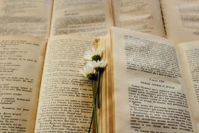 Books Flower Page