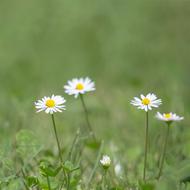 Gänsblümchen Nature Meadow