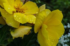 Flowers Yellow Water Drop Garden