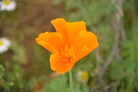 Flower Green Leaves Garden