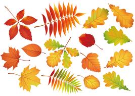 leaf autumn maple background color