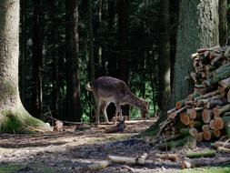 Roe Deer Forest Animal
