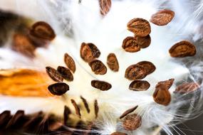 Milkweed Seeds