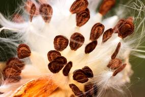 Milkweed Seeds
