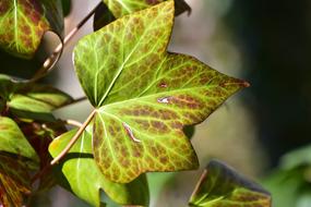 Leaf Nature Plant