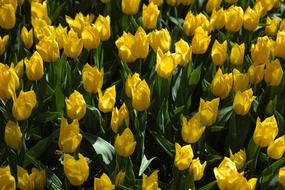 Tulips Yellow Nature