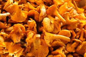 orange chanterelles mushrooms