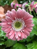 Closeup photo of Pink Flower Flora in Nature