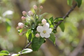 Spring Apple Tree Bloom