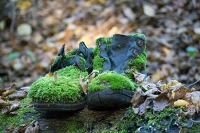 Shoes Moss Forest