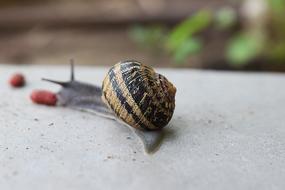 Nature Little Animal