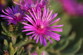 Aster Novae Angliae Rose Summer