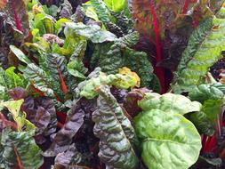 greenhouse lettuce leaves