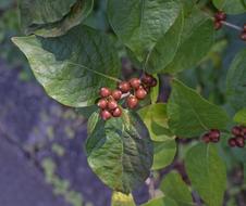Dogwood Berries Ripening