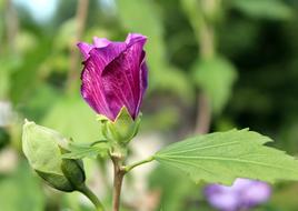 Mallow Bud Flower