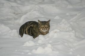 Cat Winter