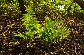 Fern Plant Forest