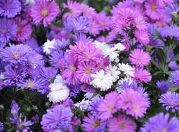 Flower Flowers White