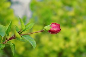 China Rose Bud Blossom