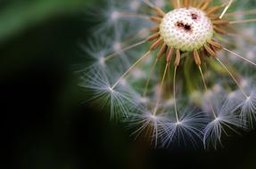 Dandelion Flower Spring