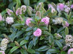 Plants Flowering Plant Green
