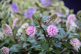 Flower Flowers Véronique Nature