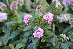 Flower Pink Flowers Green Leaves