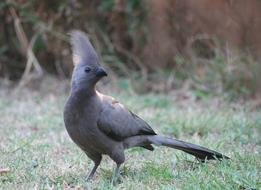 Animal Bird Grey Lourie