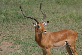 Africa Antelope Wildlife