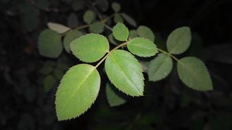 Rose Leaves Leaf
