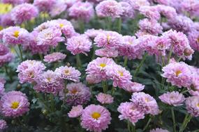 Flower Flowers Pompenettes