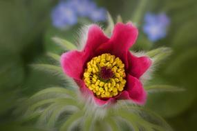 Nature Flowers Blossom