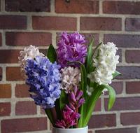 Bouquet Of Flowers Hyacinth Spring