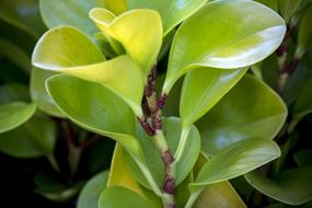 Leaf Green Sheet Foliage