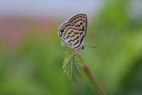 Butterfly Green view macro