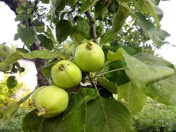 juicy apples on a tree