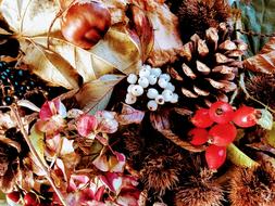 Autumn Leaves Nature