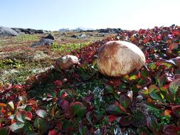 Mountain Tundra Mushrooms Autumn